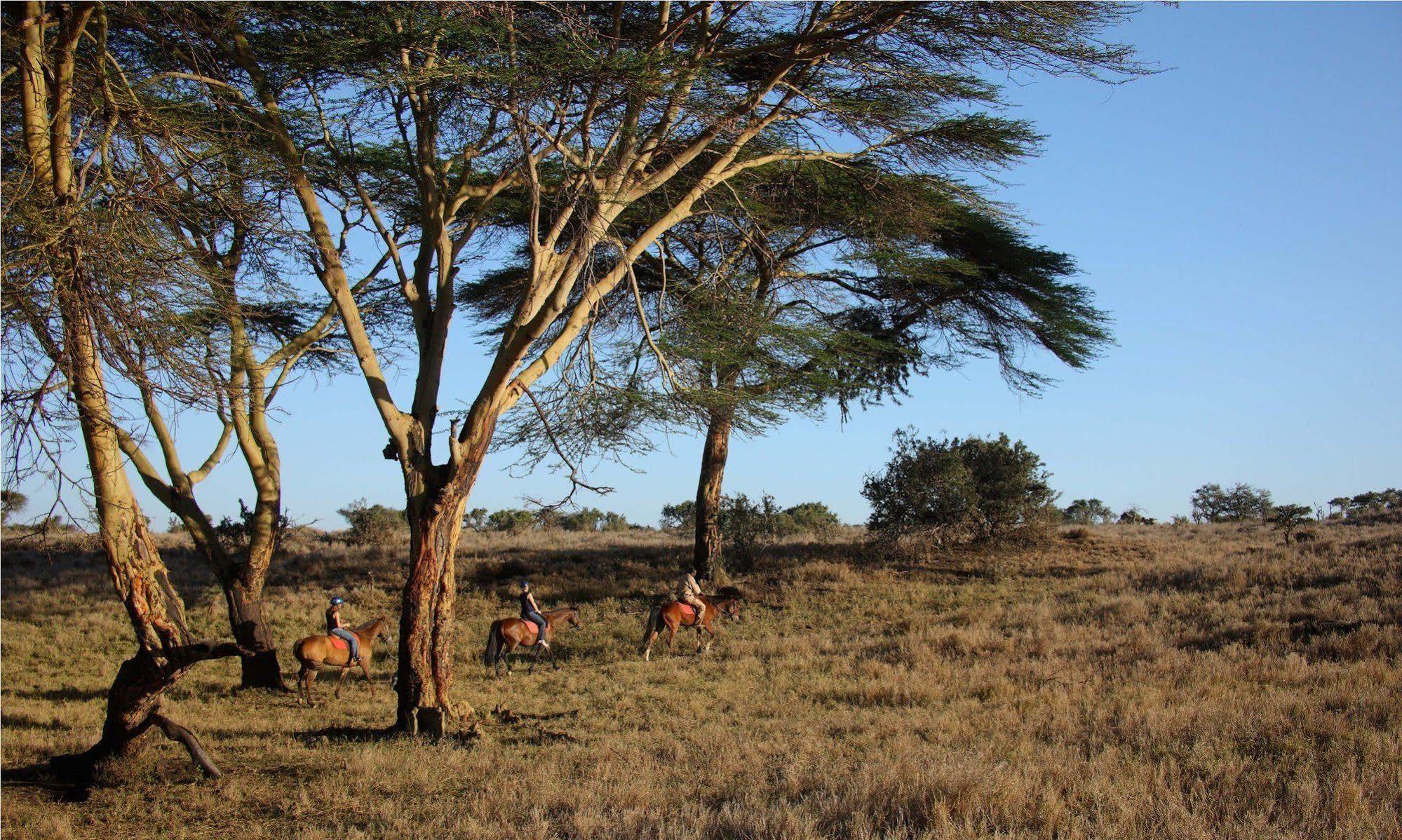 Hotel Elewana Lewa Safari Camp Timau Exterior foto